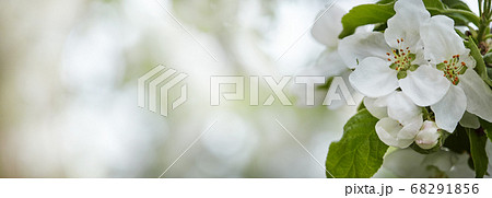 Beautiful spring blossoming apple tree Beautiful spring blossoming apple tree 68291856