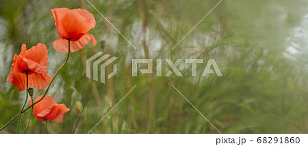 Poppies close-up on a blurry background. Beautiful red poppies. Wild flowers in the sunlight. Soft focus with a blurred background. May flowers. 68291860