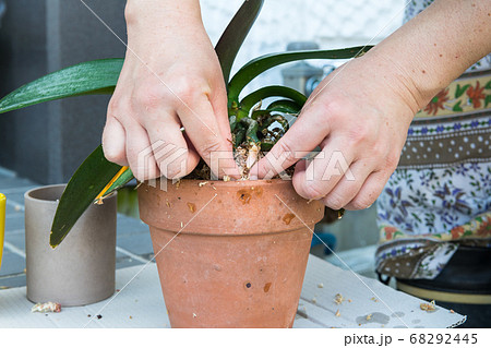 胡蝶蘭の植え替えの写真素材