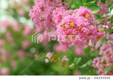 サルスベリの花 68293009