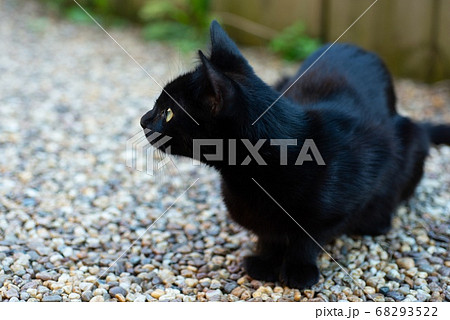 獲物を見つめ、狙いを定める黒猫 (ノラ猫) 獲物を見つめ、狙いを定める黒猫 (ノラ猫) 68293522