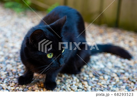 獲物を見つめ 狙いを定める黒猫 ノラ猫 の写真素材
