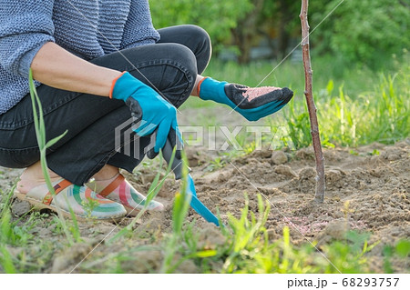 Granules fertilizer in hands of woman gardener Granules fertilizer in hands of woman gardener 68293757