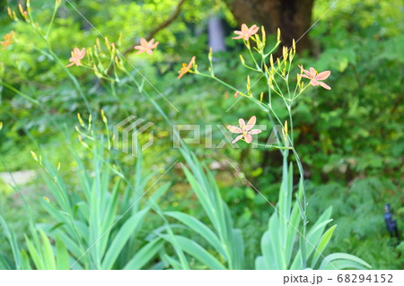 ヒオウギの花 ヒオウギの花 68294152