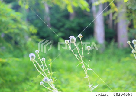 ヒゴタイの花 ヒゴタイの花 68294669