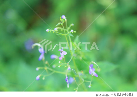 カリガネソウの花 カリガネソウの花 68294683