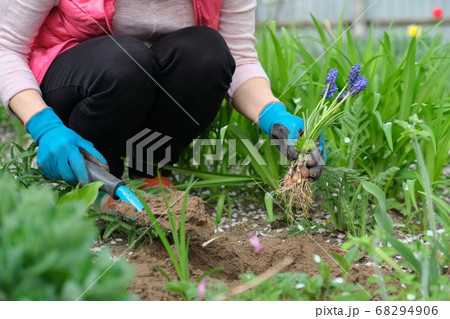 Woman hands in gloves with garden tools, Blue muscari flowers Grape Hyacinth 68294906