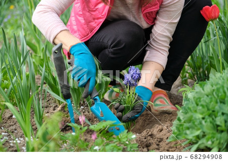 Woman hands in gloves with garden tools, Blue muscari flowers Grape Hyacinth 68294908