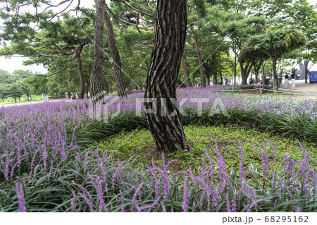 松坡区 オリンピック公園 韓国 68295162