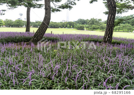 松坡区 オリンピック公園 韓国 68295166