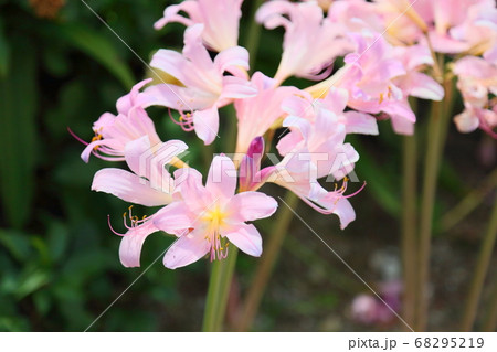 ナツズイセンの花 68295219