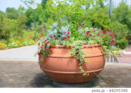 ペチュニアの花 68295390