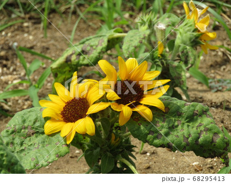 夏の花といえば黄色いヒマワリ これはミニヒマワリ の写真素材