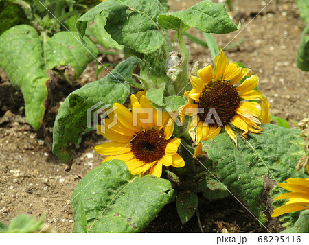 夏の花といえば黄色いヒマワリ・これはミニヒマワリ 夏の花といえば黄色いヒマワリ・これはミニヒマワリ 68295416