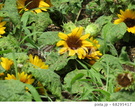 夏の花といえば黄色いヒマワリ・これはミニヒマワリ 夏の花といえば黄色いヒマワリ・これはミニヒマワリ 68295417