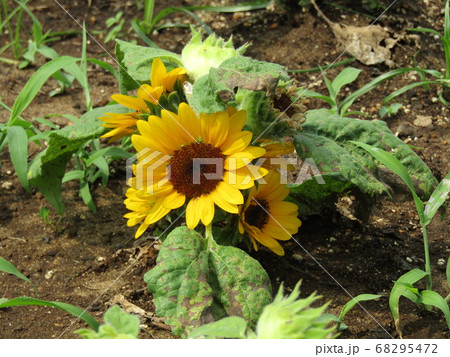 夏の花といえば黄色いヒマワリ・これはミニヒマワリ  68295472