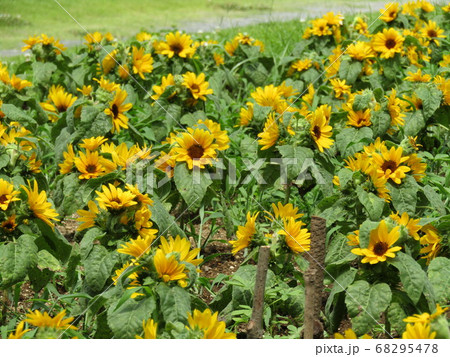 夏の花といえば黄色いヒマワリ・これはミニヒマワリ  68295478
