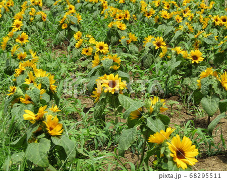 夏の花といえば黄色いヒマワリ・これはミニヒマワリ 夏の花といえば黄色いヒマワリ・これはミニヒマワリ 68295511