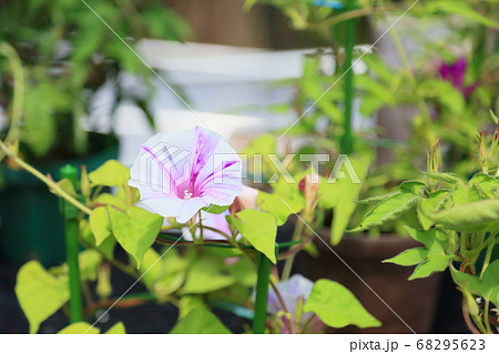 アサガオの花 68295623