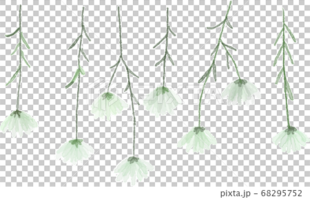 乾花的水彩插圖 68295752