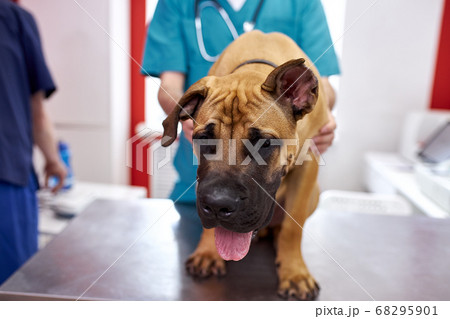 helpful veterinarian doctor making checkup of a dog helpful veterinarian doctor making checkup of a dog 68295901