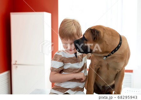 portrait of beautiful dog loving his boy owner portrait of beautiful dog loving his boy owner 68295943