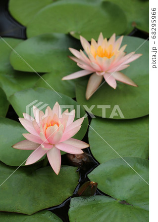 睡蓮の花 68295966