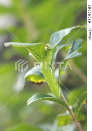 キンモクセイの葉を食べるマエアカスカシノメイガの幼虫の写真素材