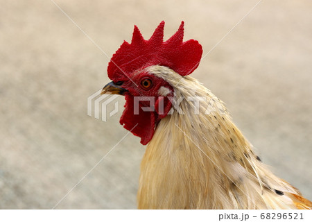 オスのニワトリ 68296521