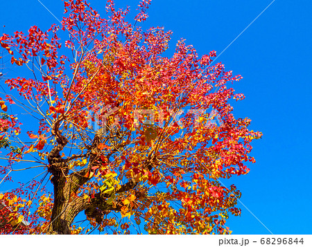 ナンキンハゼの鮮やかな紅葉 68296844