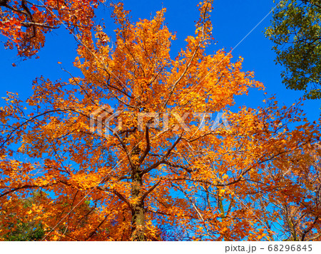 タイワンフウの紅葉 タイワンフウの紅葉 68296845
