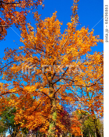 タイワンフウの紅葉 タイワンフウの紅葉 68296863