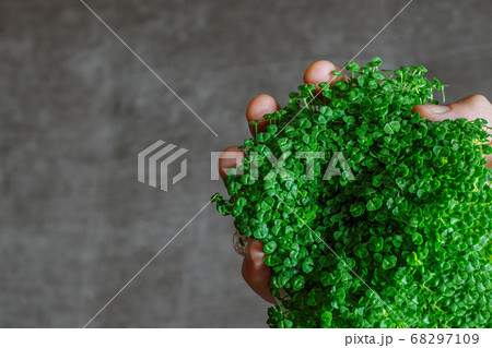 green chia sprouts on a man's hand on a gray background green chia sprouts on a man's hand on a gray background 68297109