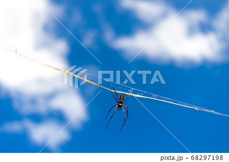 おい白い雲 俺だってまけないぞ 青空背景の大きいくもの写真素材