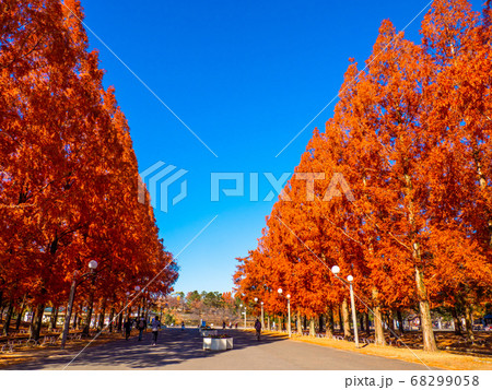 鶴見緑地メタセコイアの紅葉 68299058