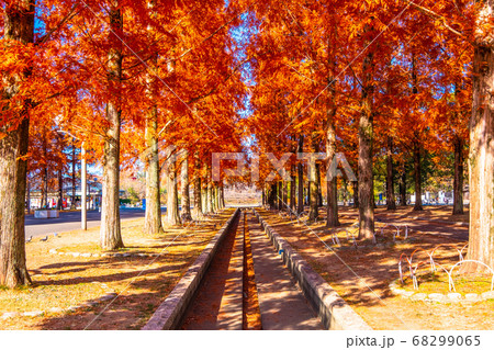 メタセコイアとラクウショウの紅葉 68299065