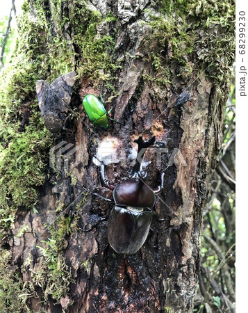 カブトムシ Trypoxylus dichotomus septentrionalis カブトムシ Trypoxylus dichotomus septentrionalis 68299230