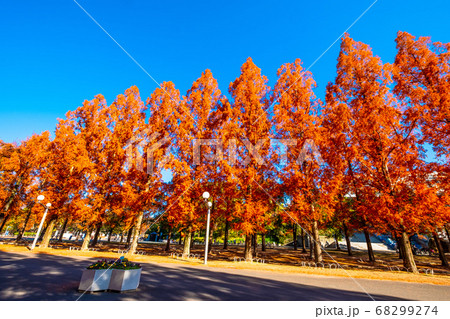 鶴見緑地メタセコイアの紅葉 鶴見緑地メタセコイアの紅葉 68299274
