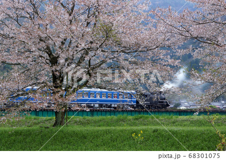 鳥取　四季の散歩　春　若桜鉄道 68301075