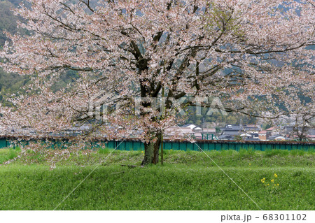 鳥取　四季の散歩　春　若桜鉄道 68301102