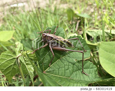 ヒガシキリギリス Gampsocleis mikado ♂ 褐色型 68301419