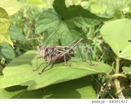 ヒガシキリギリス Gampsocleis mikado ♂ 褐色型 68301422