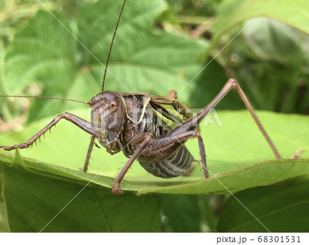 ヒガシキリギリス Gampsocleis mikado ♂ 褐色型 68301531