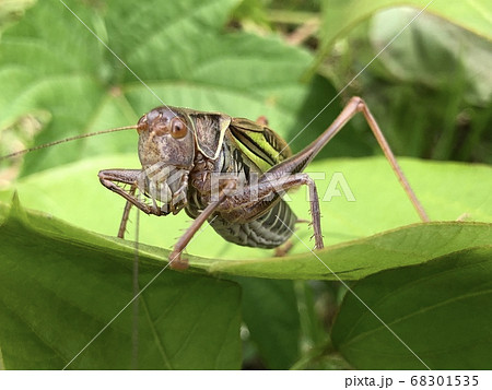 ヒガシキリギリス Gampsocleis mikado ♂ 褐色型 68301535