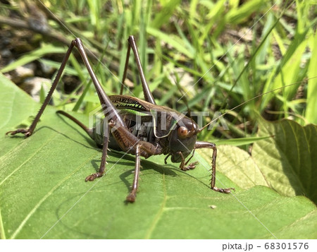 ヒガシキリギリス Gampsocleis mikado ♀ 褐色型 ヒガシキリギリス Gampsocleis mikado ♀ 褐色型 68301576