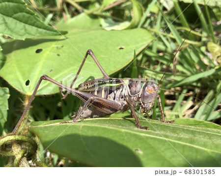 ヒガシキリギリス Gampsocleis mikado ♀ 褐色型 68301585