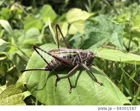 ヒガシキリギリス Gampsocleis mikado ♀ 褐色型 ヒガシキリギリス Gampsocleis mikado ♀ 褐色型 68301587