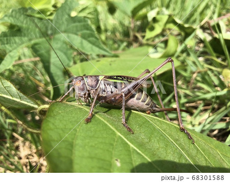 ヒガシキリギリス Gampsocleis mikado ♀ 褐色型 68301588