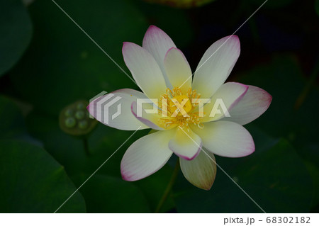蓮の花 蓮の花 68302182