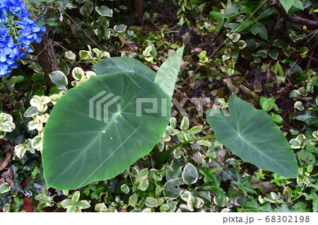 サトイモの葉と水滴 サトイモの葉と水滴 68302198